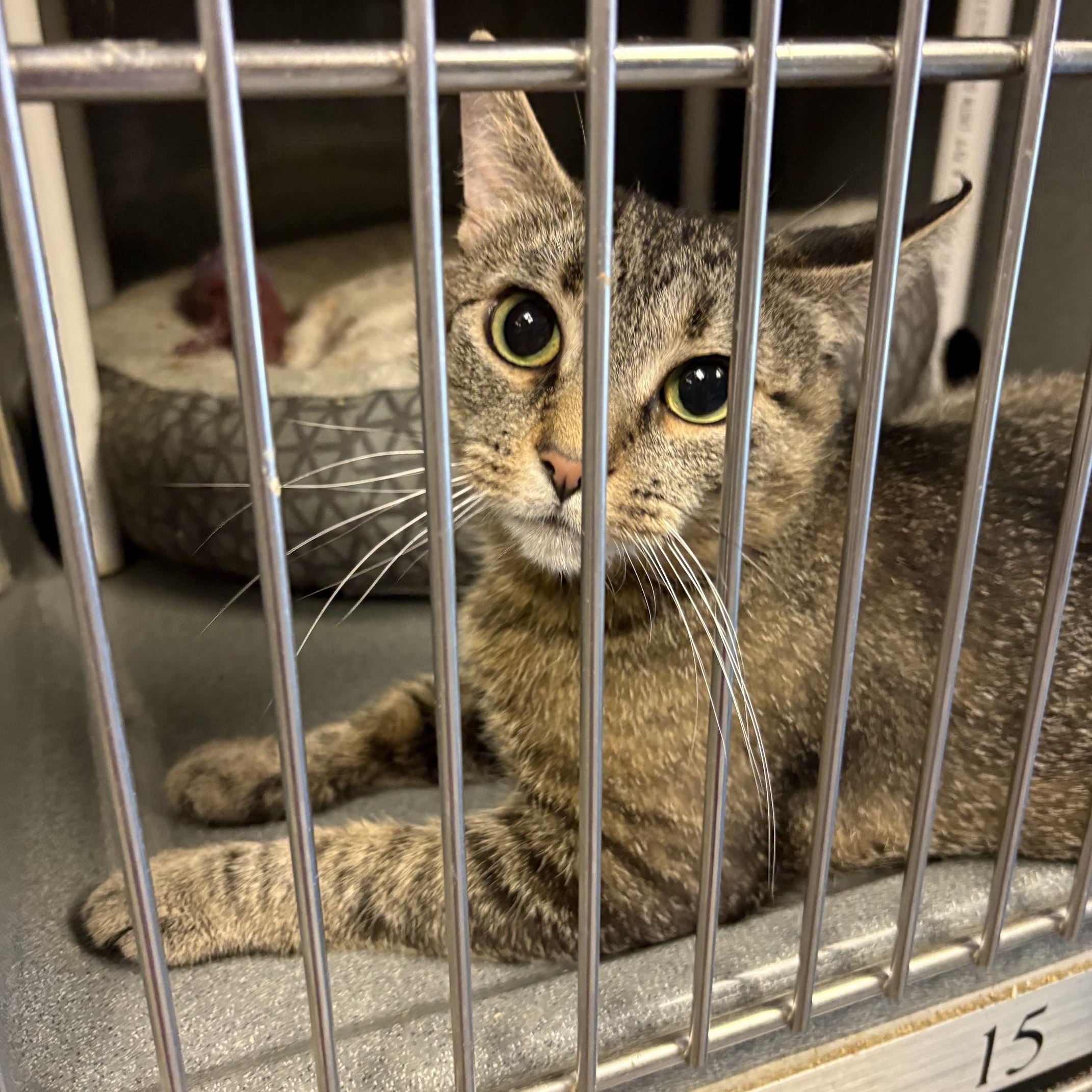 Arlene, a ADOPTABLE Tabby in Oberlin, OH image 4/6