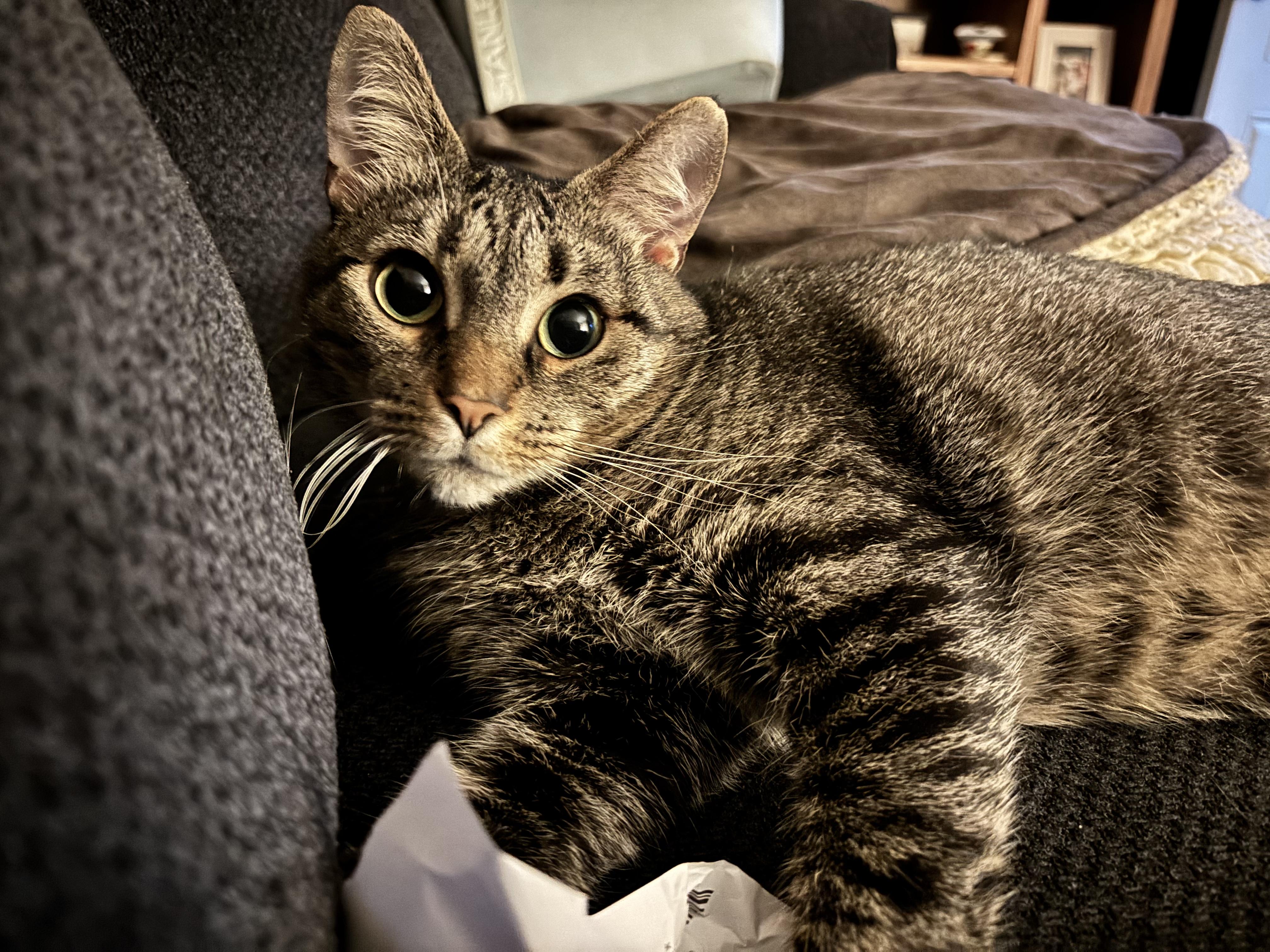 Enlarge Arlene, a ADOPTABLE Tabby in Oberlin, OH image 5/6