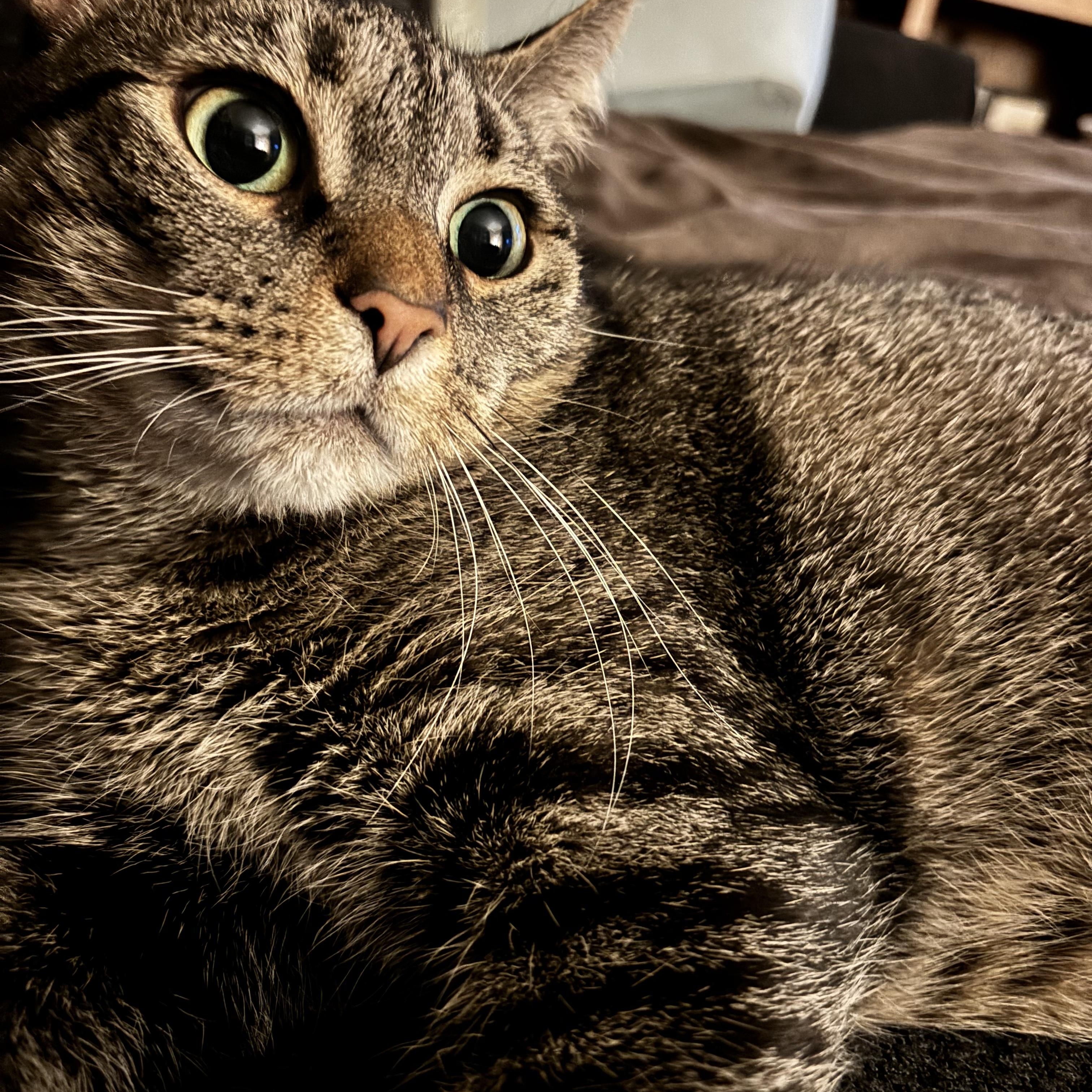 Enlarge Arlene, a ADOPTABLE Tabby in Oberlin, OH image 4/6