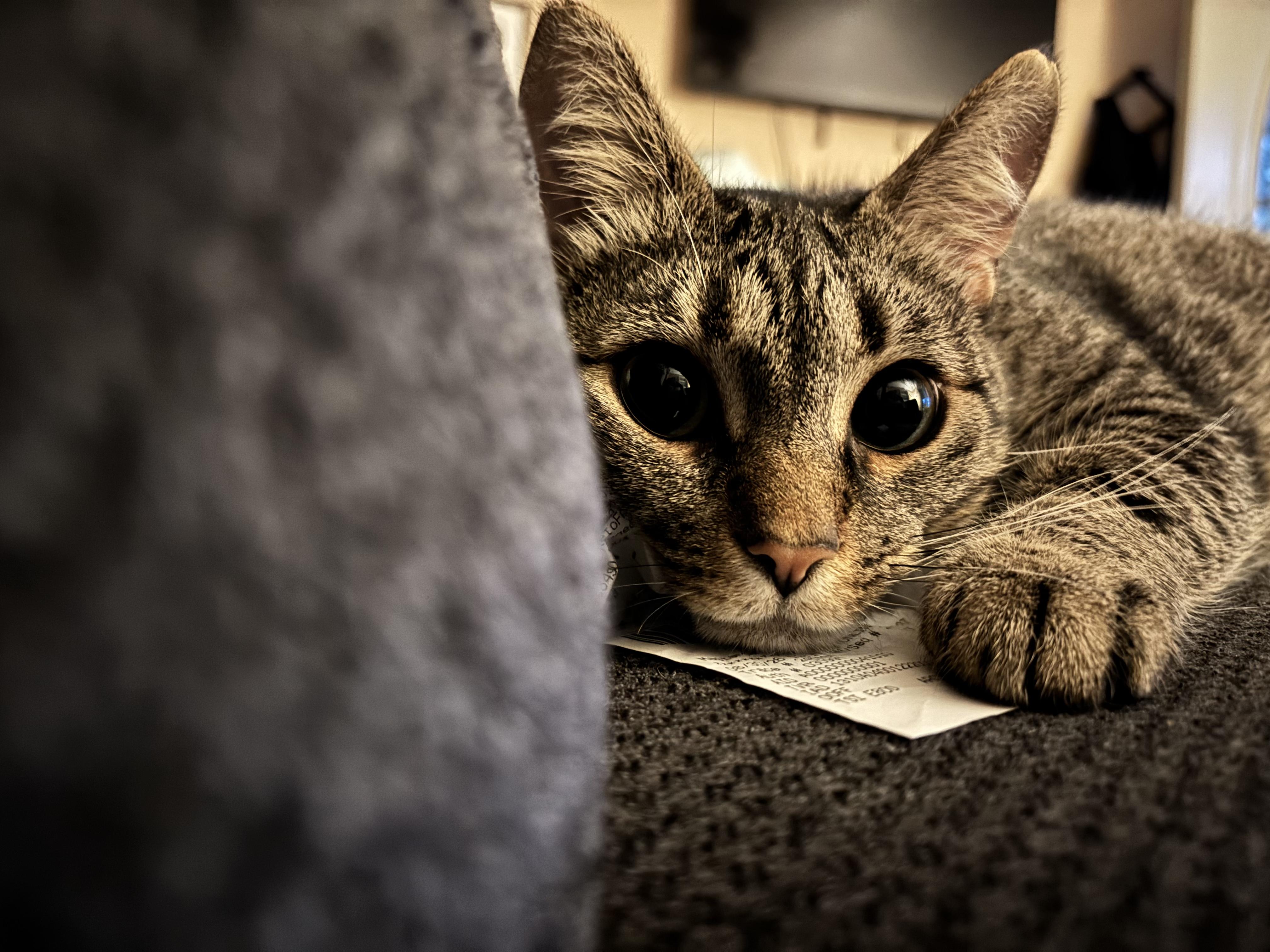 Arlene, ADOPTABLE, Adult Female Tabby.