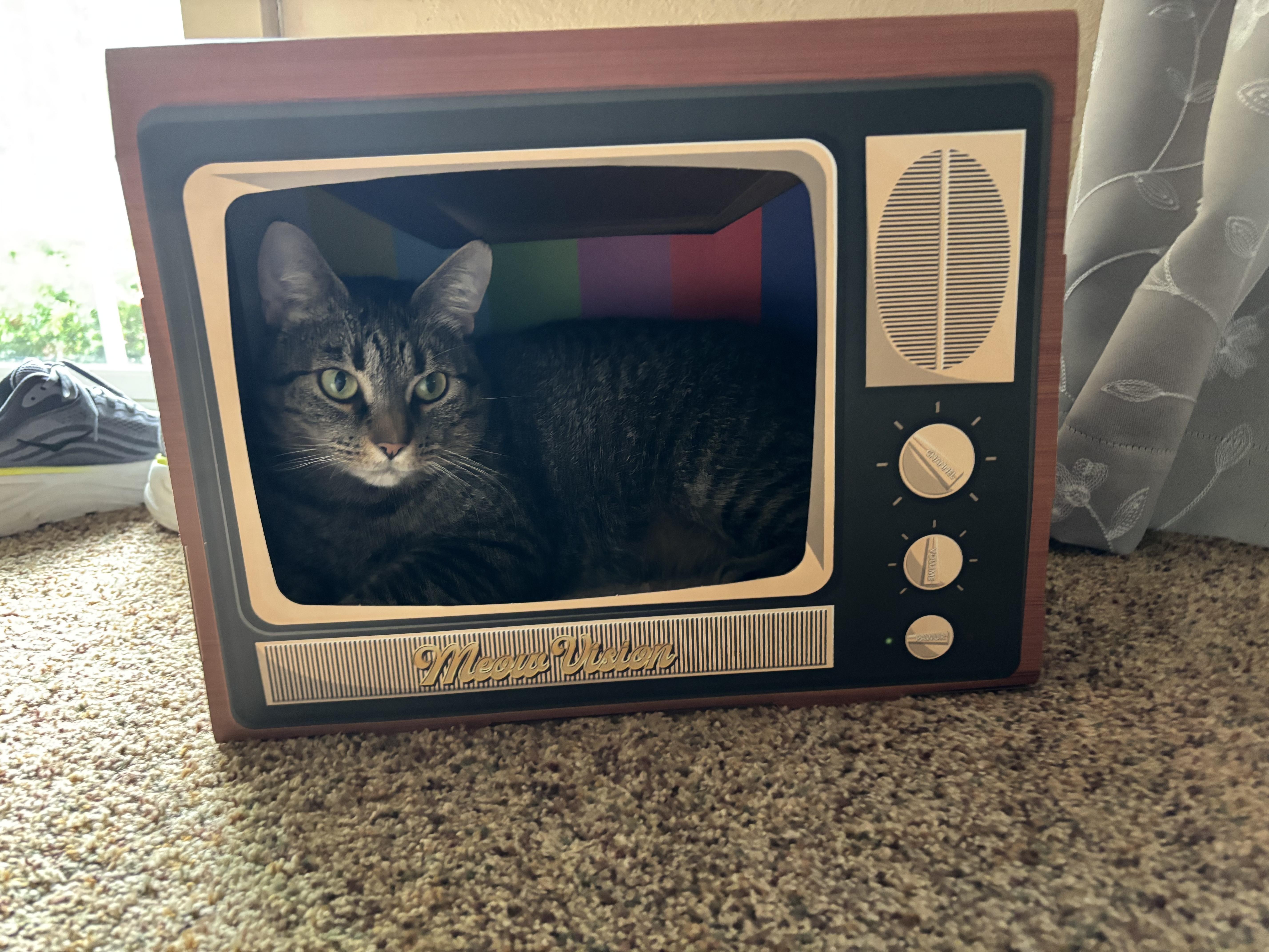 Enlarge Arlene, a ADOPTABLE Tabby in Oberlin, OH image 6/6