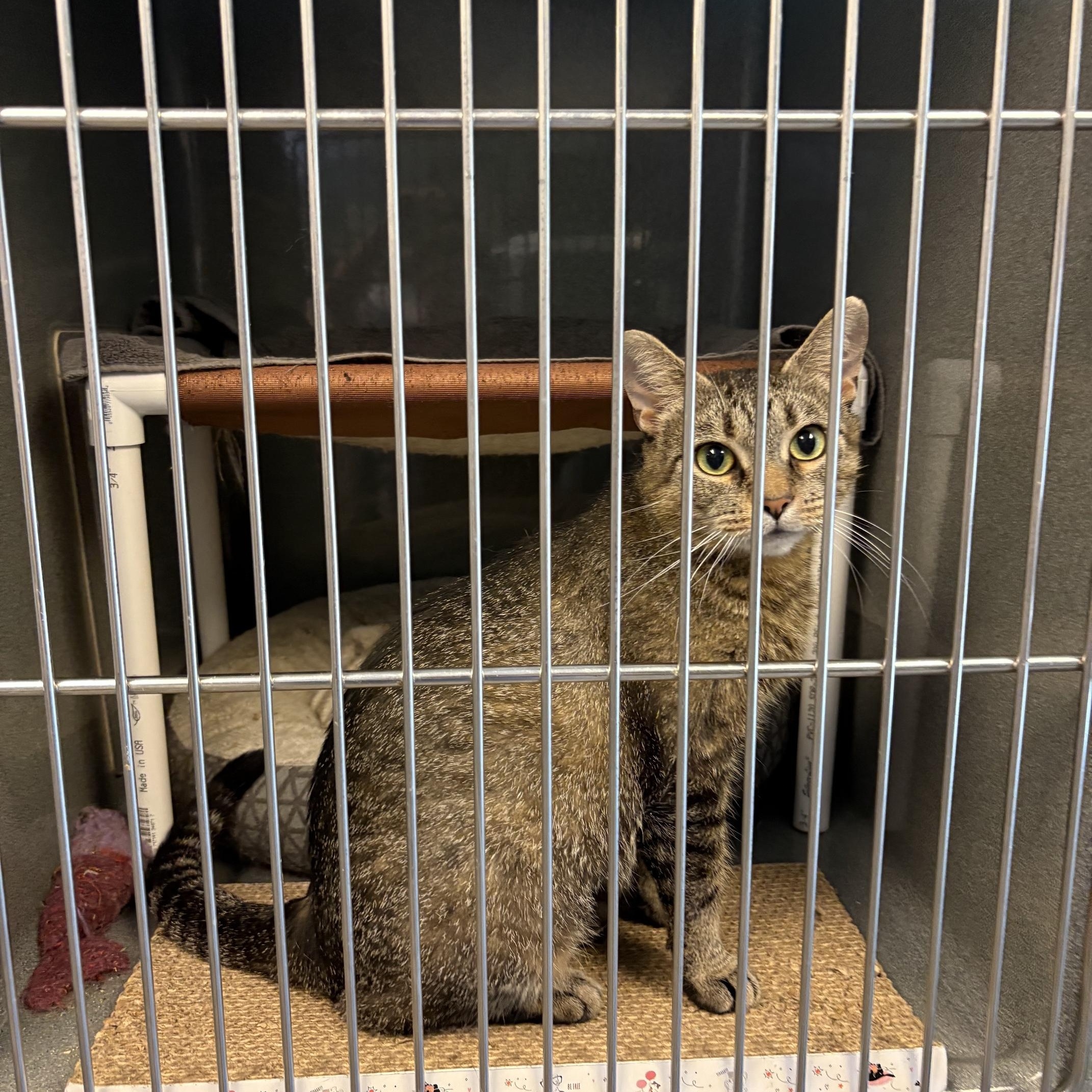 Arlene, a ADOPTABLE Tabby in Oberlin, OH image 5/6