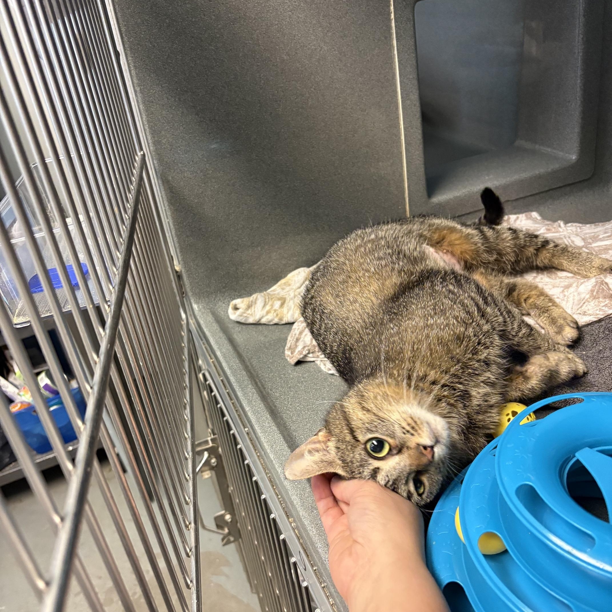 Arlene, a ADOPTABLE Tabby in Oberlin, OH image 2/2