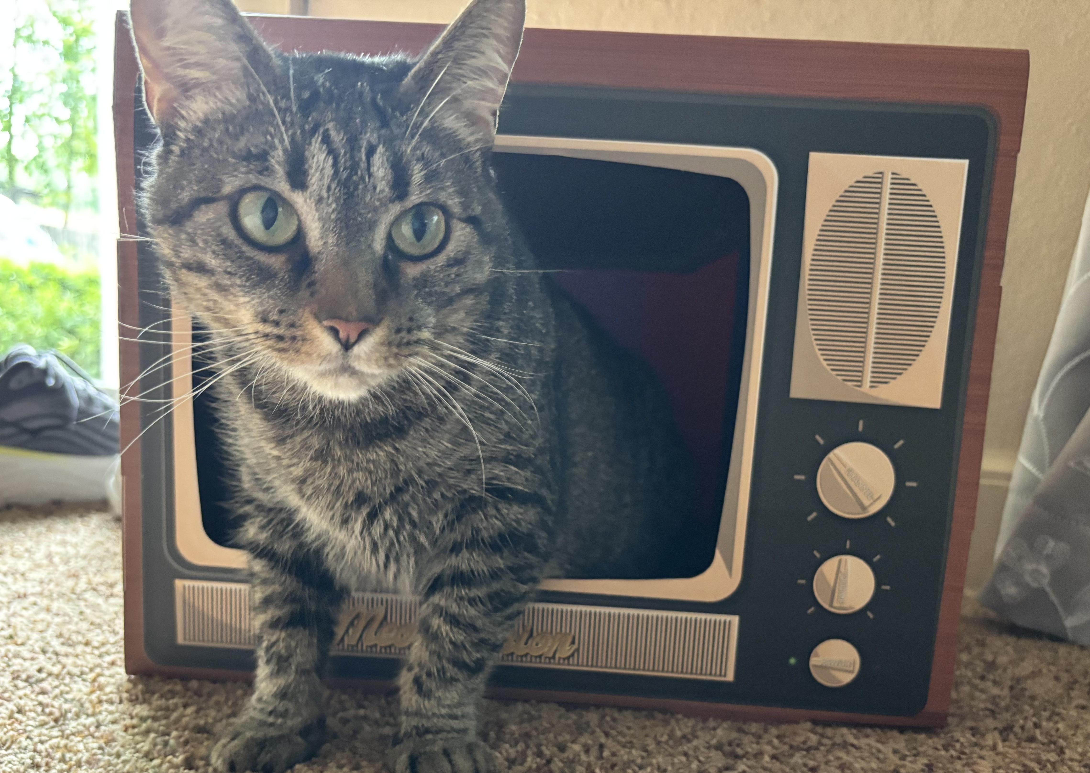 Enlarge Arlene, a ADOPTABLE Tabby in Oberlin, OH image 2/6