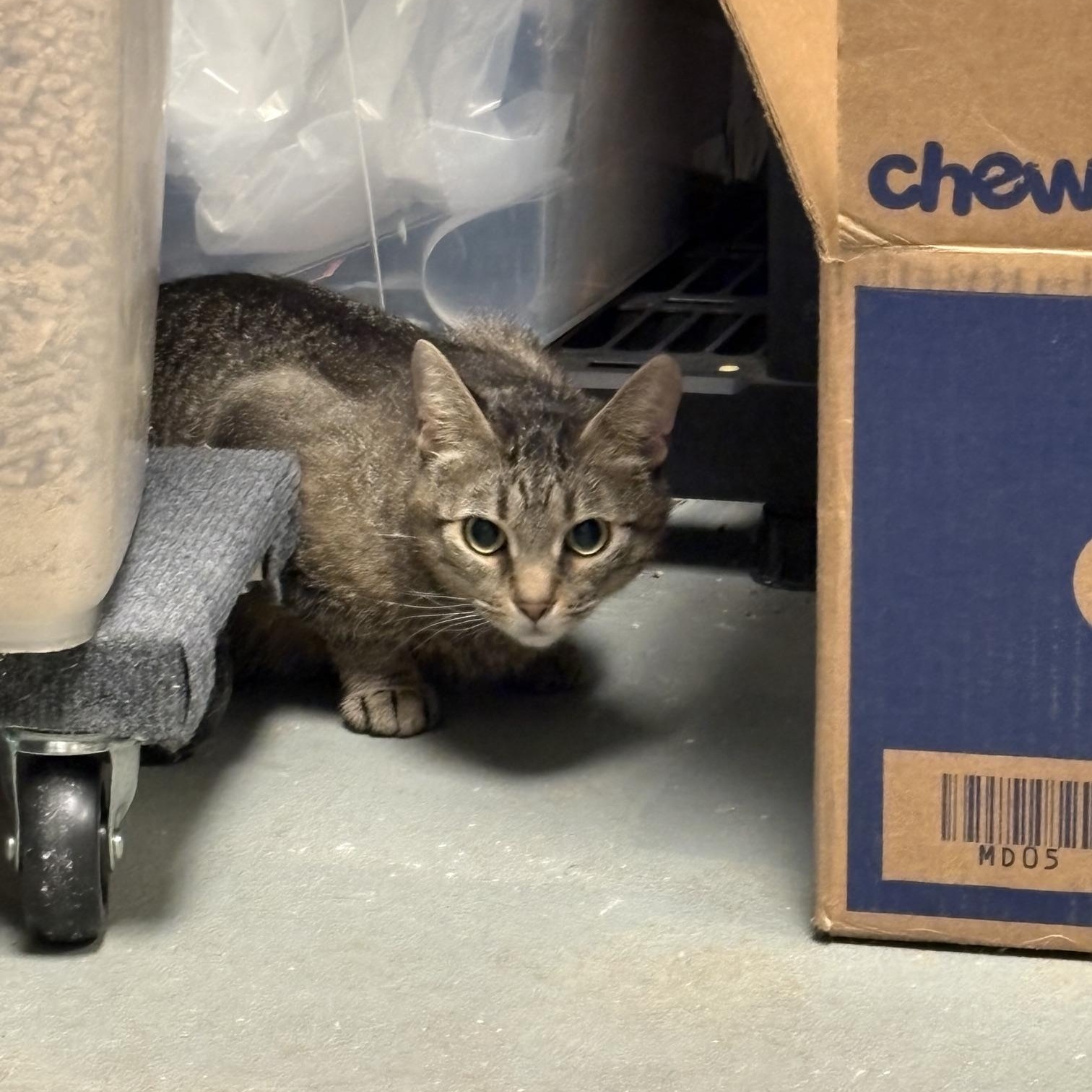 Arlene, a ADOPTABLE Tabby in Oberlin, OH image 2/6