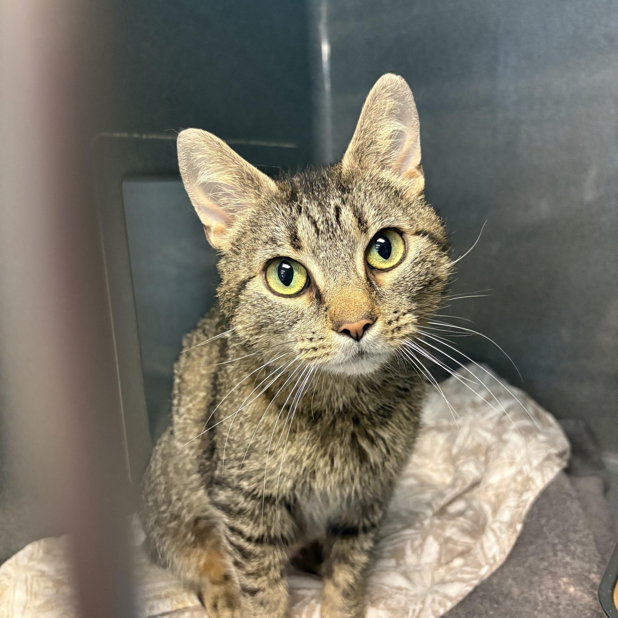 Arlene, ADOPTABLE, Adult Female Tabby.