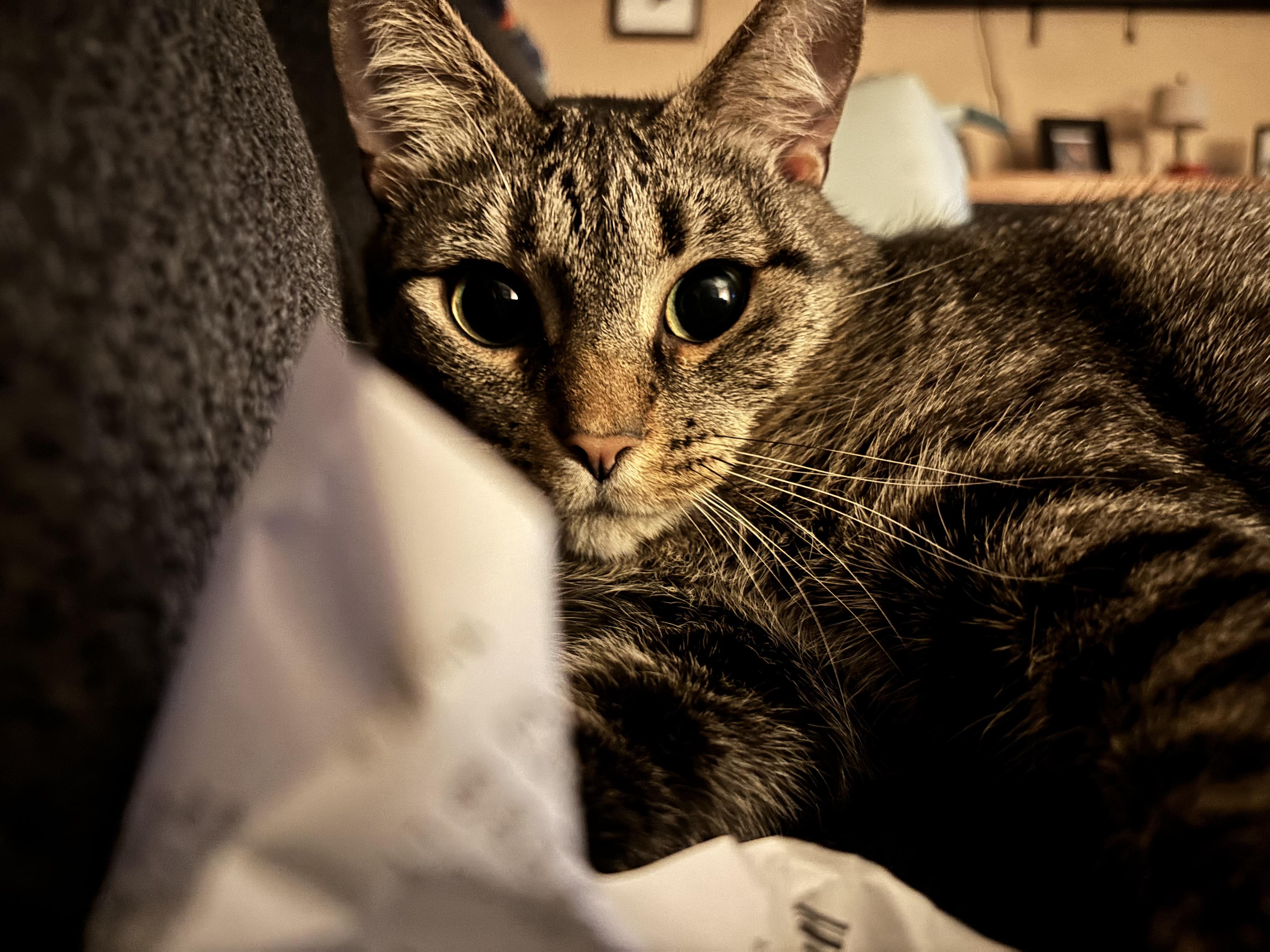 Enlarge Arlene, a ADOPTABLE Tabby in Oberlin, OH image 3/6