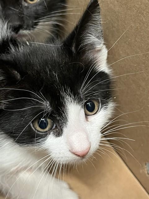 A052686, Adoptable, Kitten Male Domestic Short Hair.