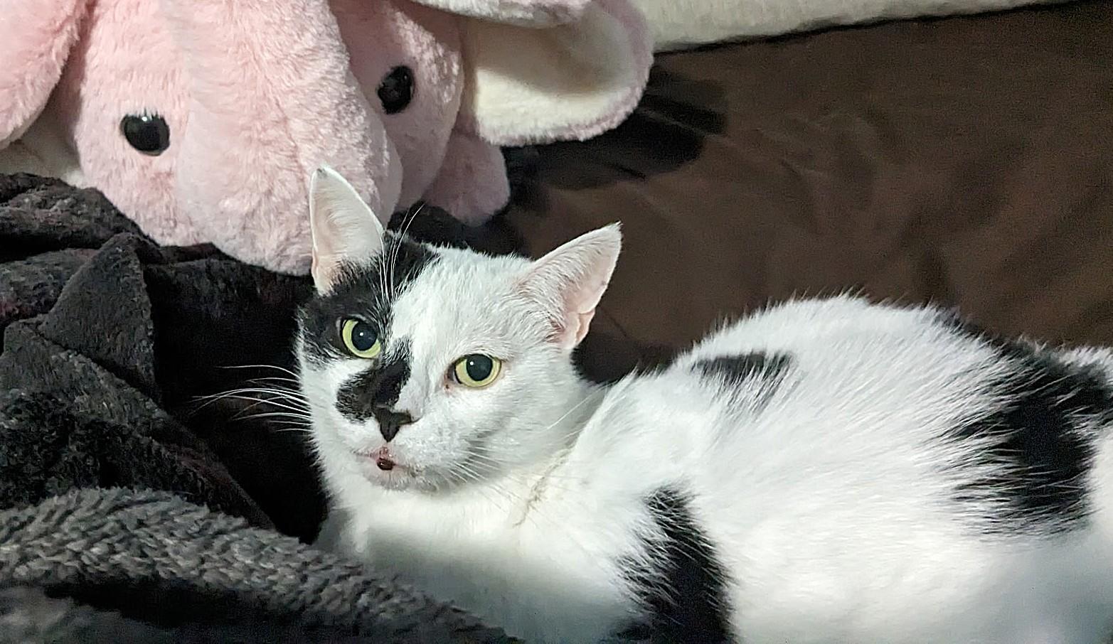 Marceline, a Adoptable Domestic Short Hair in Wilmington, NC image 2/2