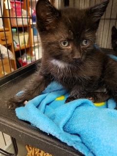 Enlarge Black Kittens, a Adopted Domestic Medium Hair in Palo Cedro, CA image 1/1