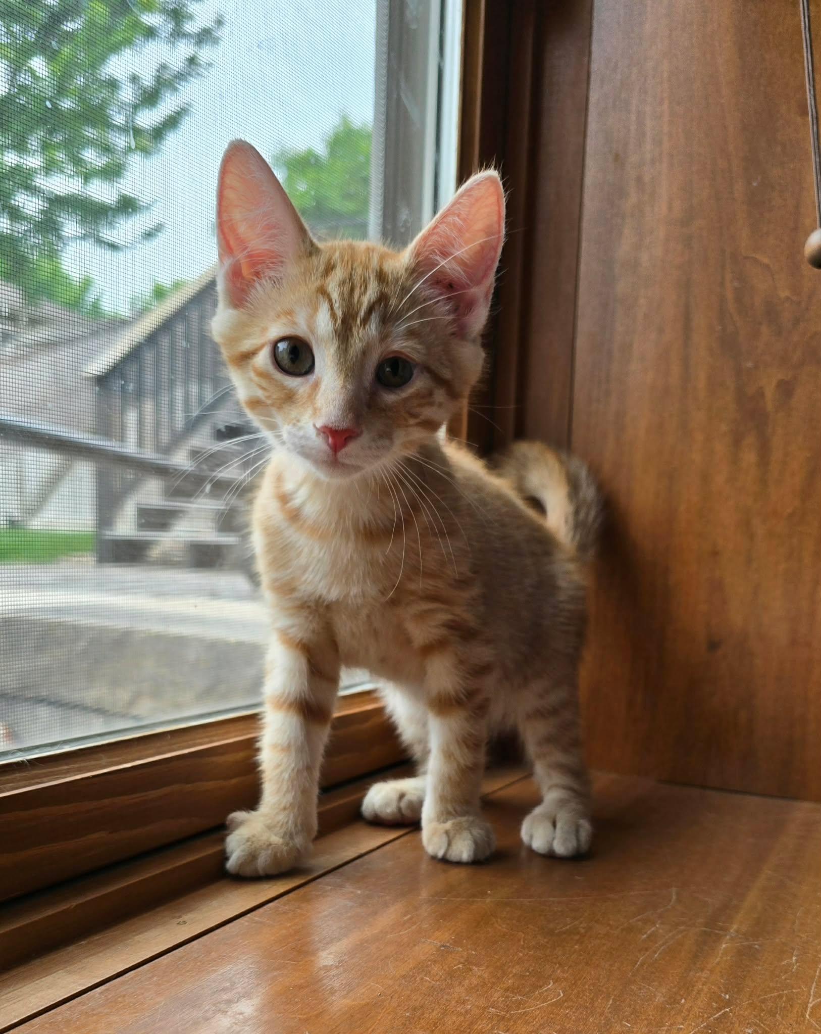 Valkyrie, adopted, Kitten Female Domestic Short Hair.