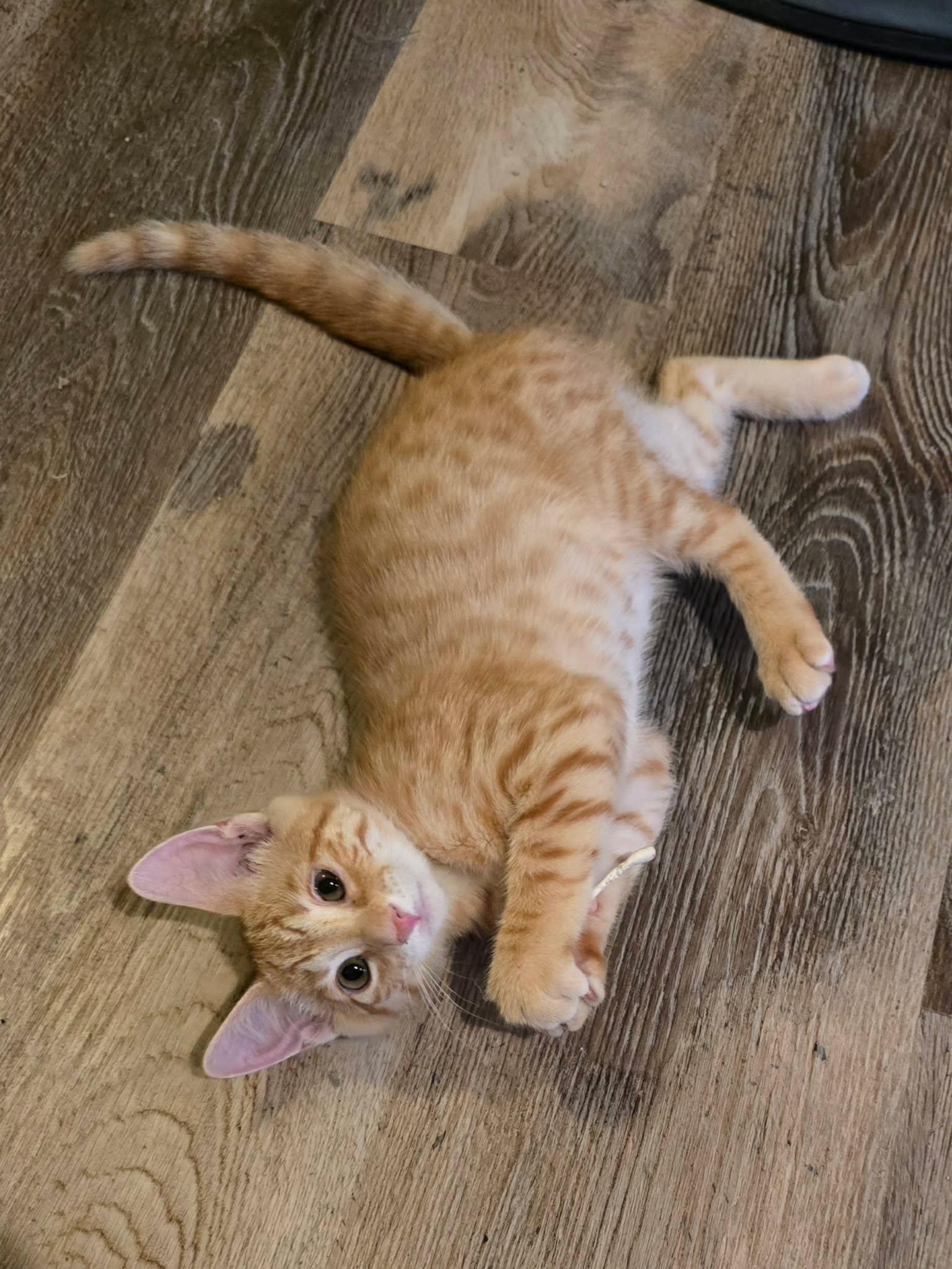 Enlarge Valkyrie, an adopted Domestic Short Hair in Sioux Falls, SD image 2/2