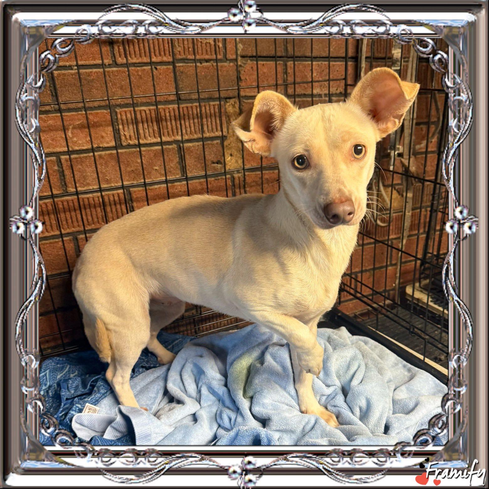 Stephanie, Adoptable, Adult Female Whippet & Feist.