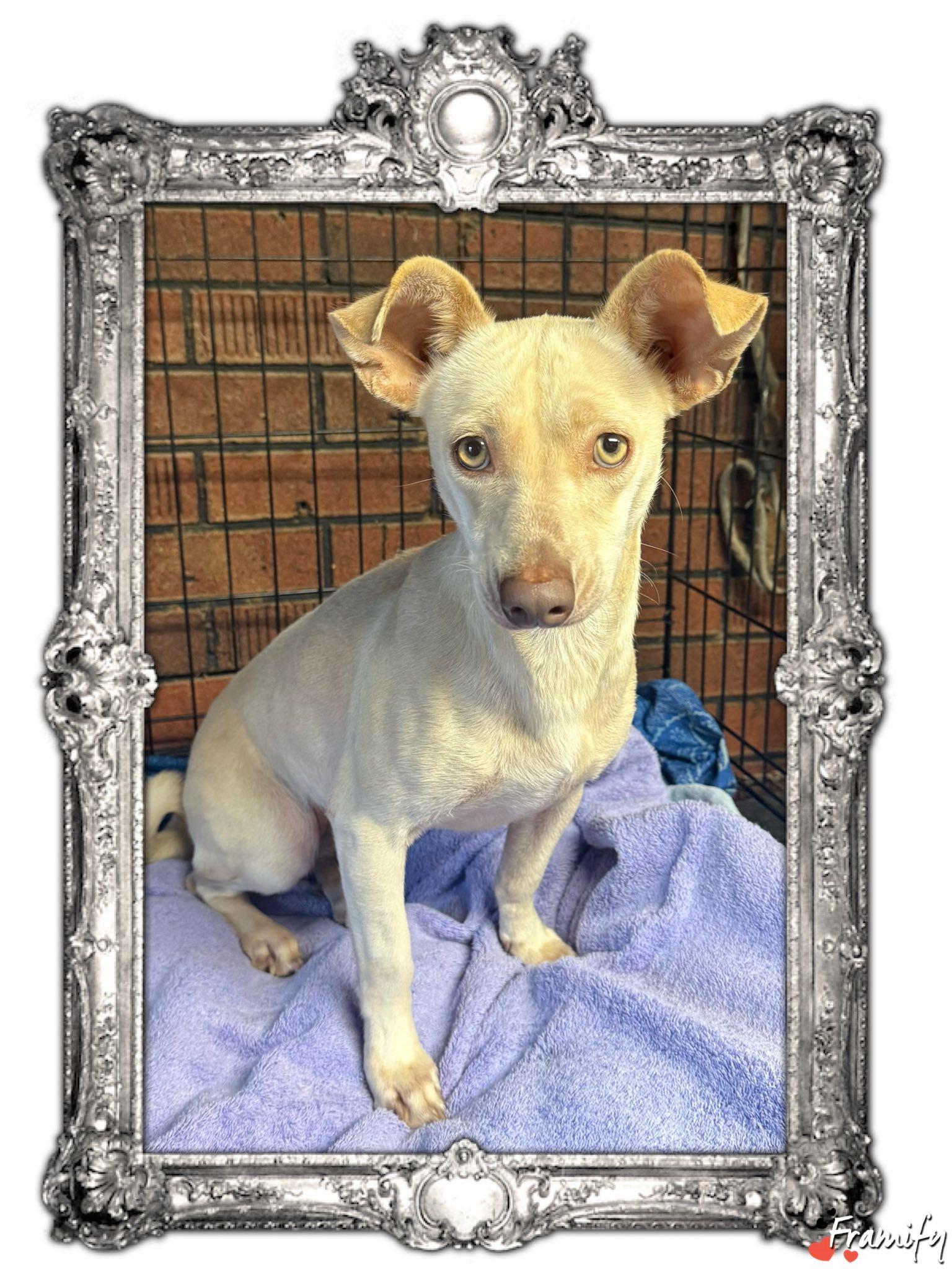 Stephanie, a Adoptable mixed breed in Wanaque, NJ image 2/2