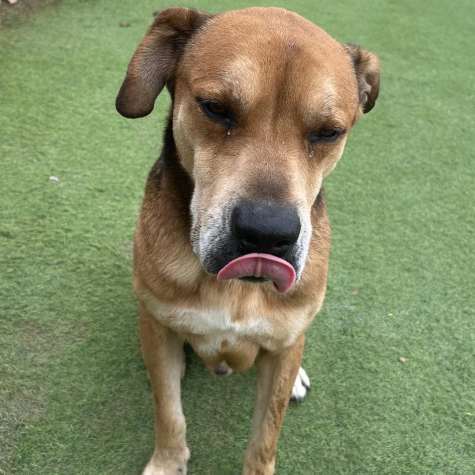 Enlarge Dodger, a ADOPTABLE mixed breed in Rochester , MN image 5/5