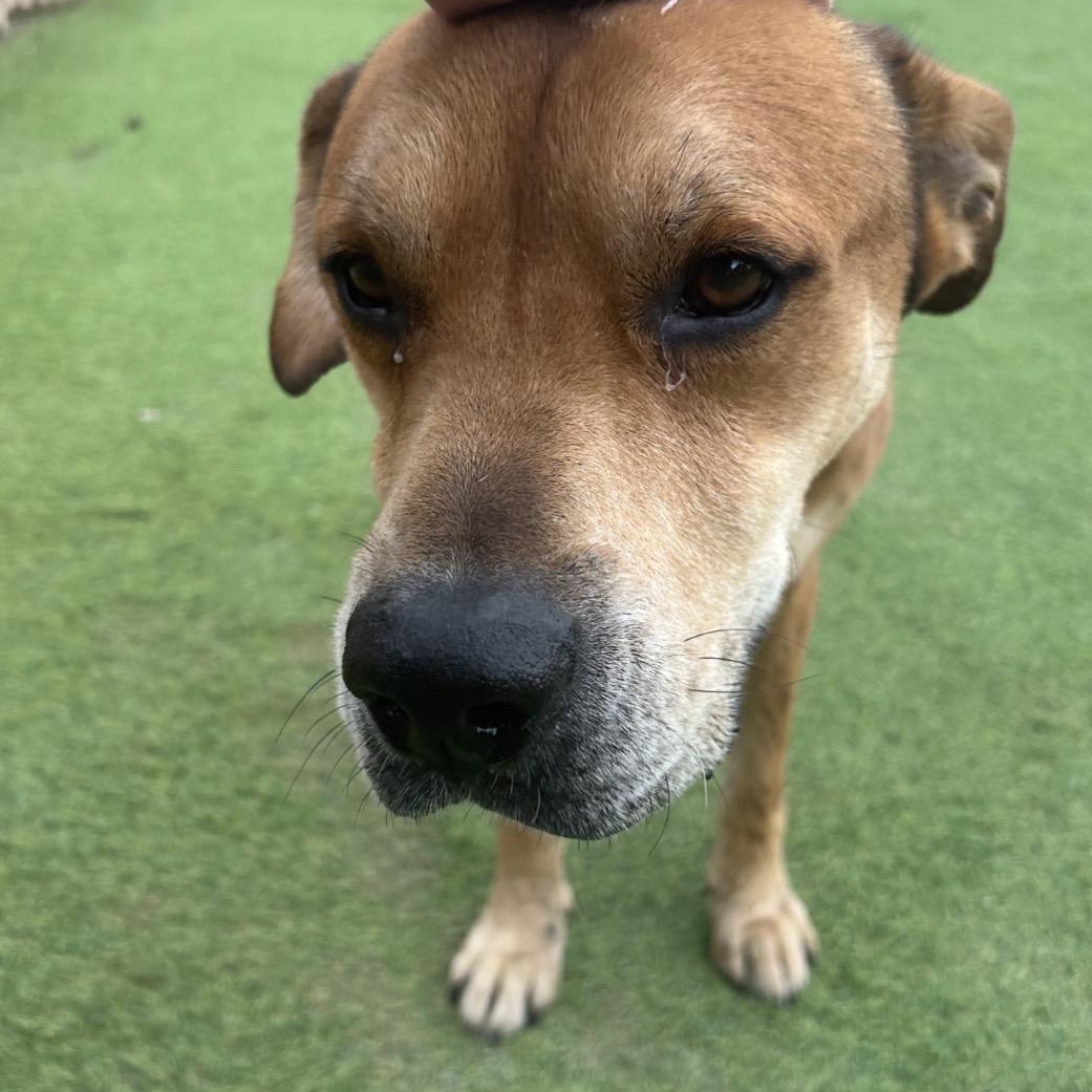 Enlarge Dodger, a ADOPTABLE mixed breed in Rochester , MN image 4/5
