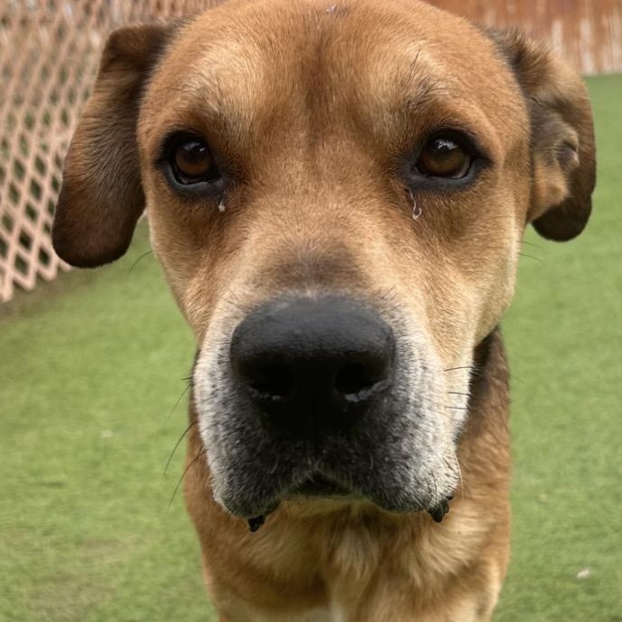 Enlarge Dodger, a ADOPTABLE mixed breed in Rochester , MN image 3/5