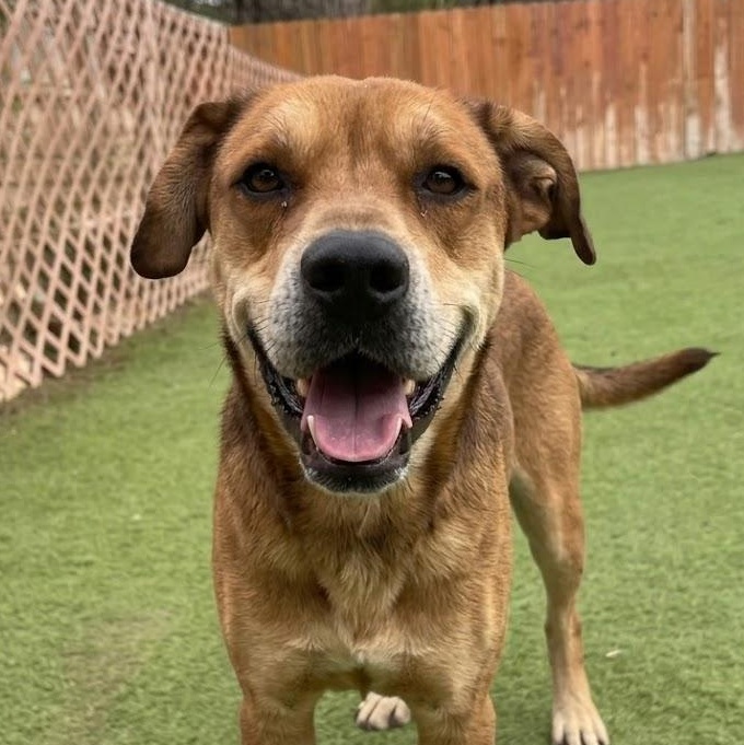 Dodger, ADOPTABLE, Adult Male Rhodesian Ridgeback.