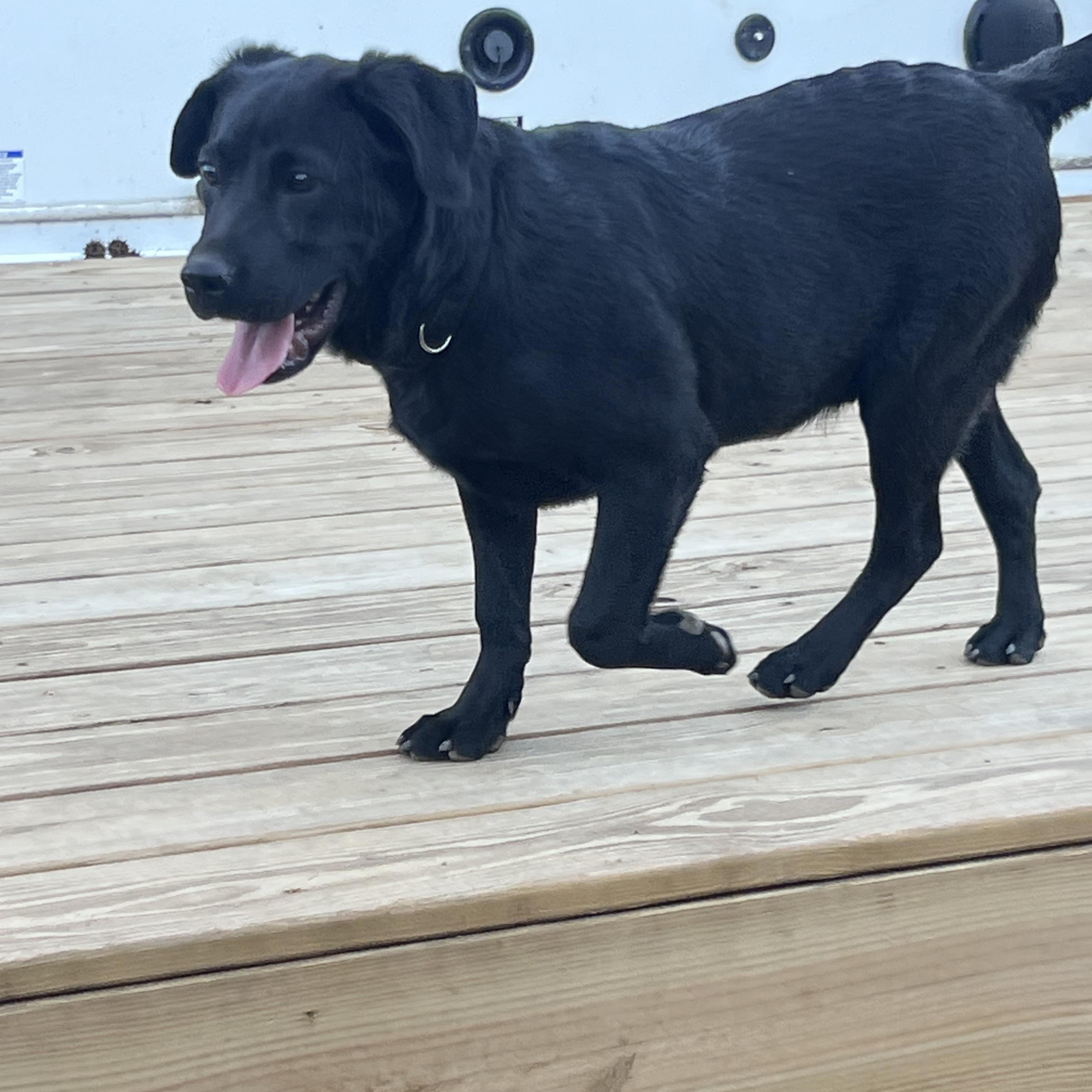 Enlarge Landman, a ADOPTABLE mixed breed in Medfield, MA image 4/4