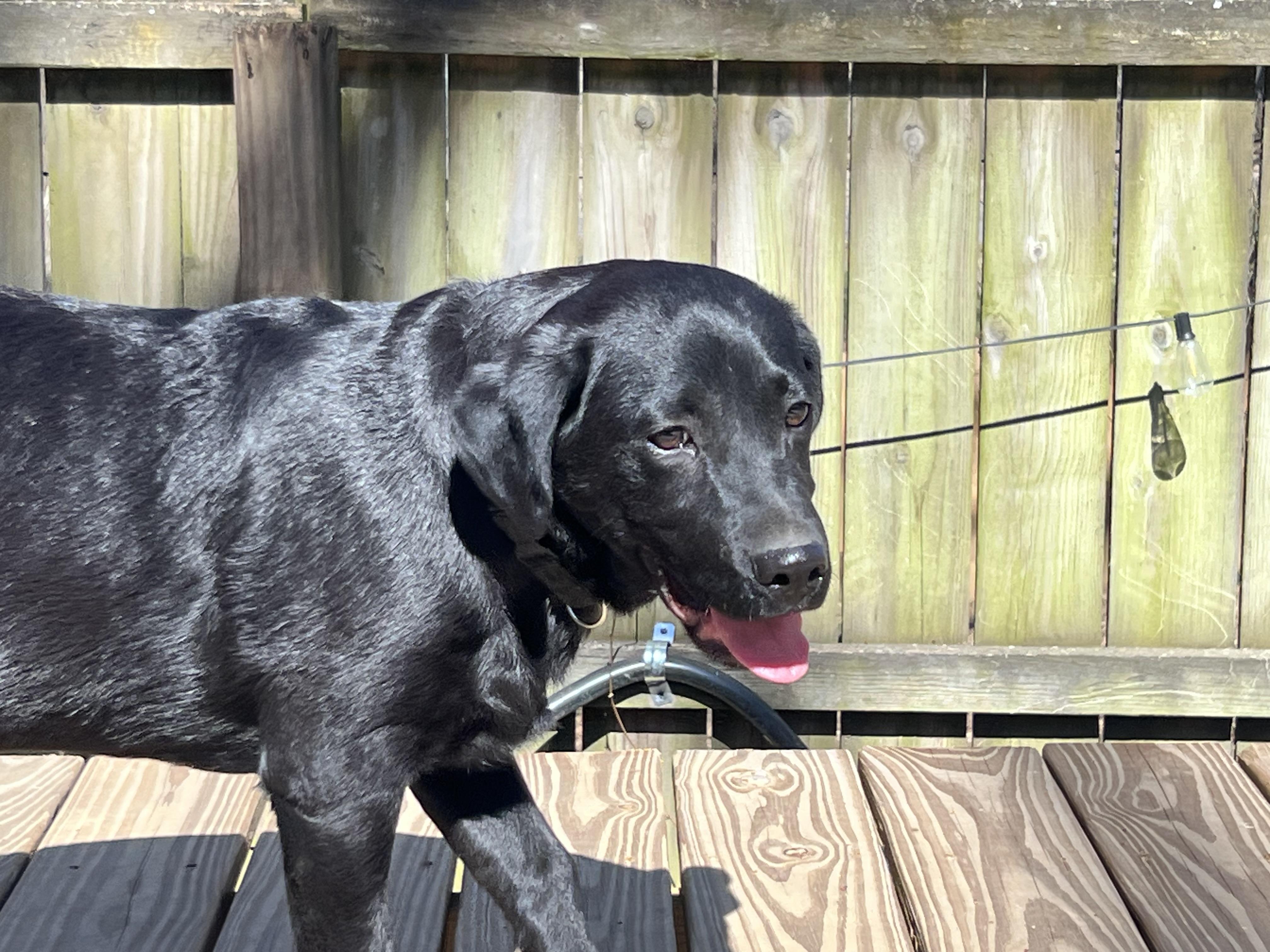 Enlarge Landman, a ADOPTABLE mixed breed in Medfield, MA image 2/4