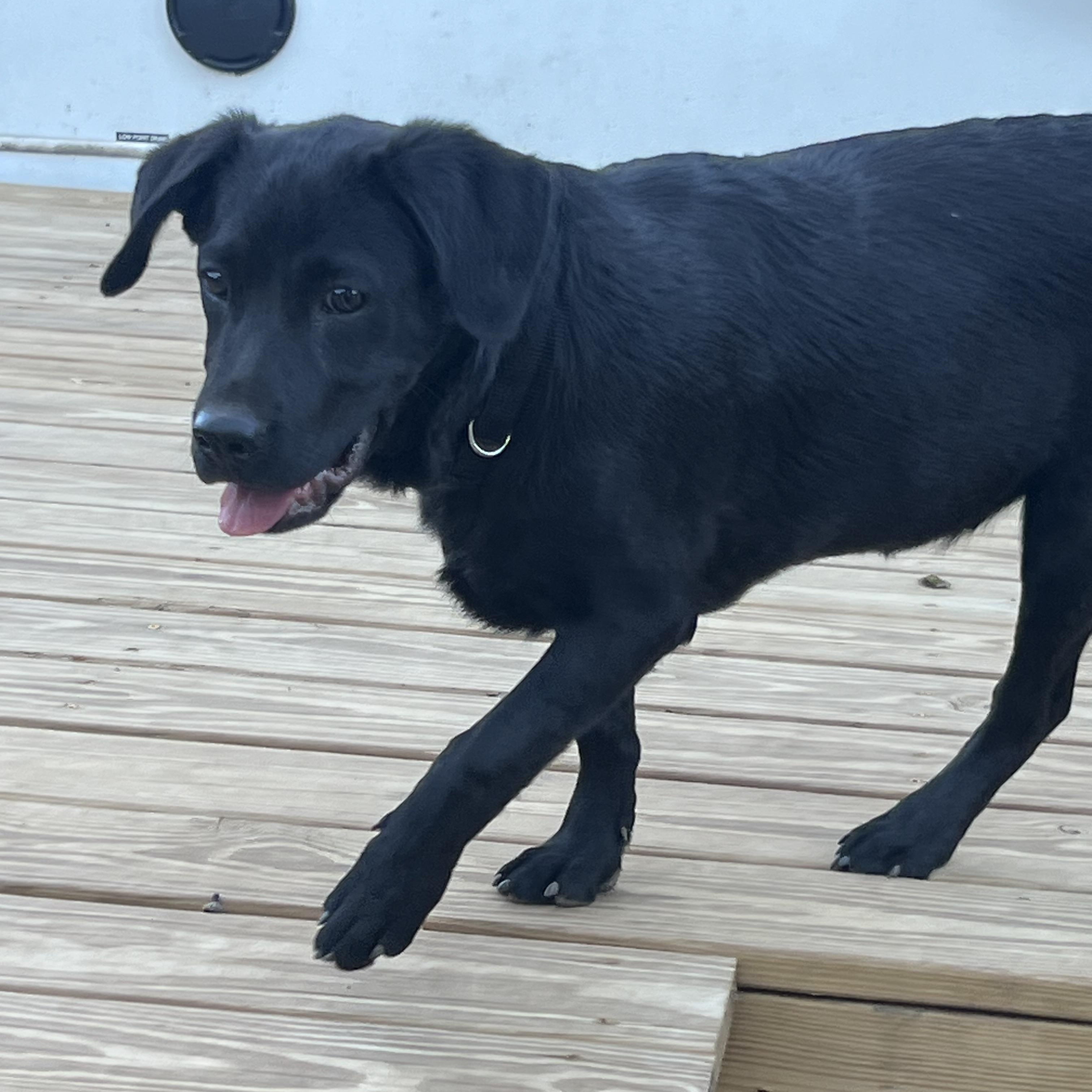 Enlarge Landman, a ADOPTABLE mixed breed in Medfield, MA image 3/4