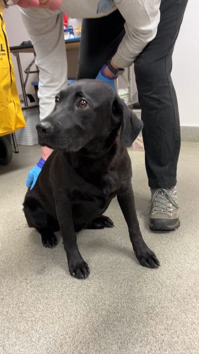 Enlarge Landman, an adopted mixed breed in Medfield, MA video 2/6
