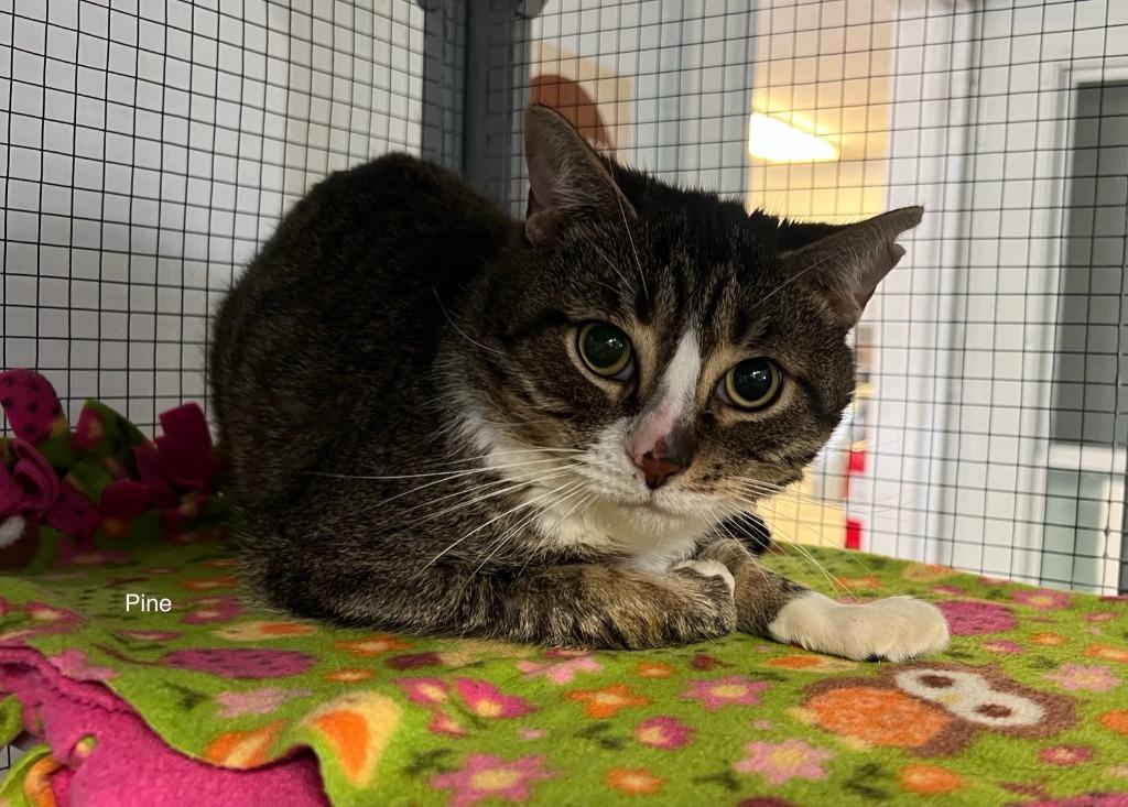 176-Pine, Adoptable, Adult Male Domestic Short Hair.