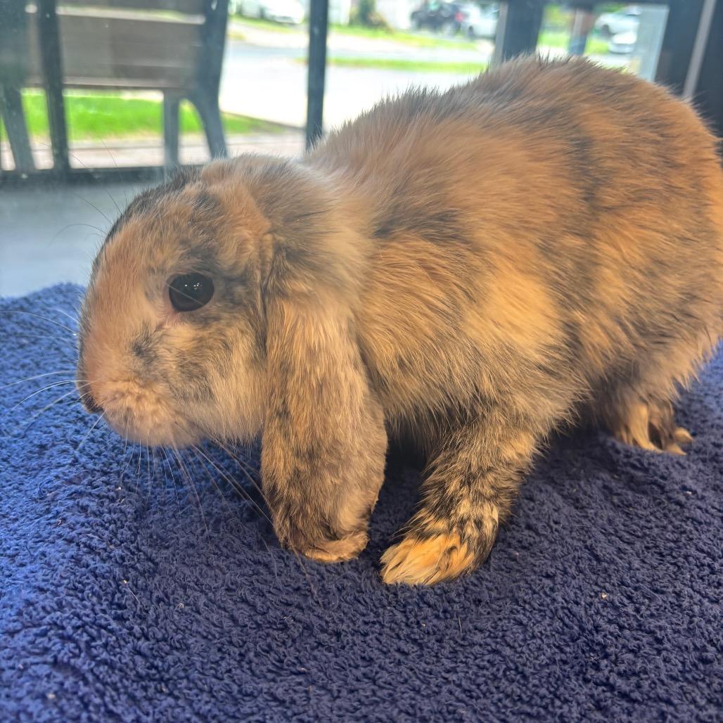 Enlarge Mary Hoppins, a Adoptable American in Allentown, PA image 1/1