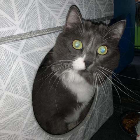 Gracie II — thumbnail 2