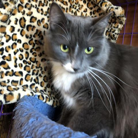 Gracie II — thumbnail 3