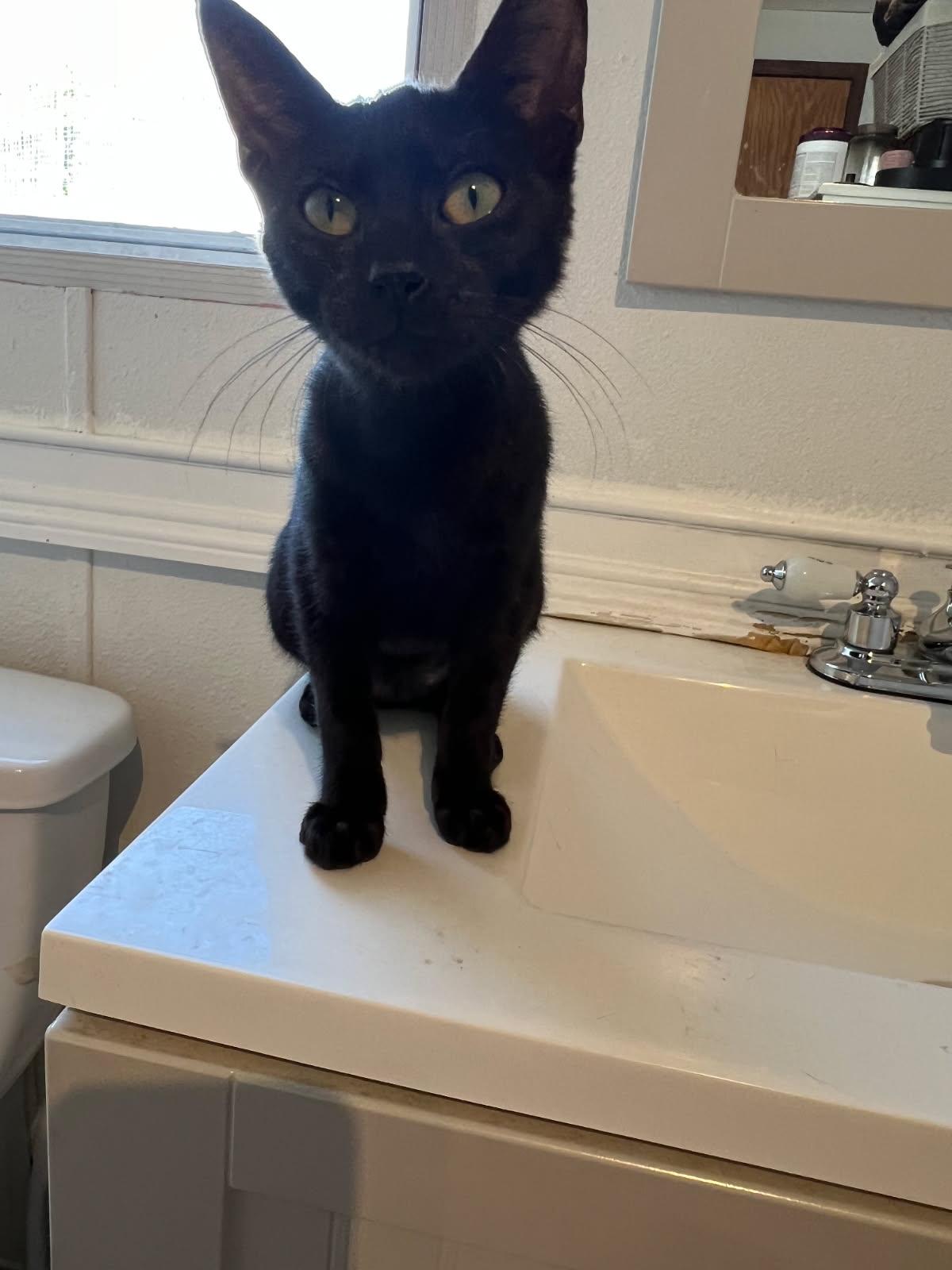 Enlarge Catalina, a Adopted mixed breed in Parker, TX image 1/1