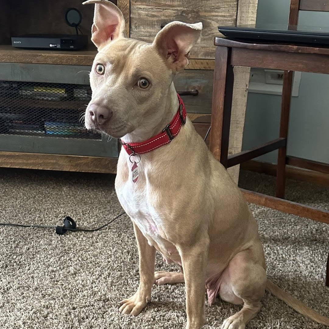 Enlarge Effie, a Adoptable Mixed Breed in Southaven , MS image 4/6