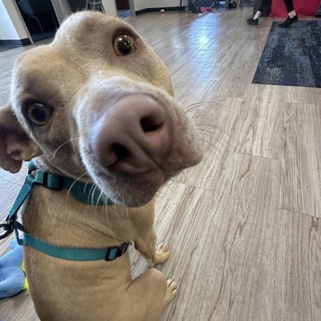 Enlarge Effie, a Adoptable Mixed Breed in Southaven , MS image 5/6