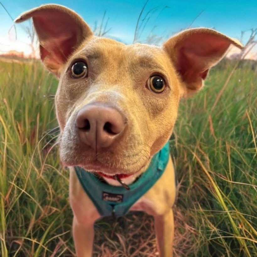 Enlarge Effie, a Adoptable Mixed Breed in Southaven , MS image 2/6