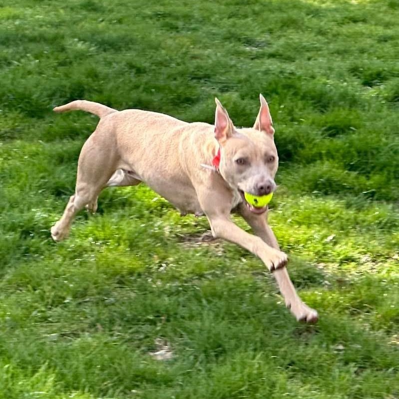 Enlarge Effie, a Adoptable Mixed Breed in Southaven , MS image 6/6