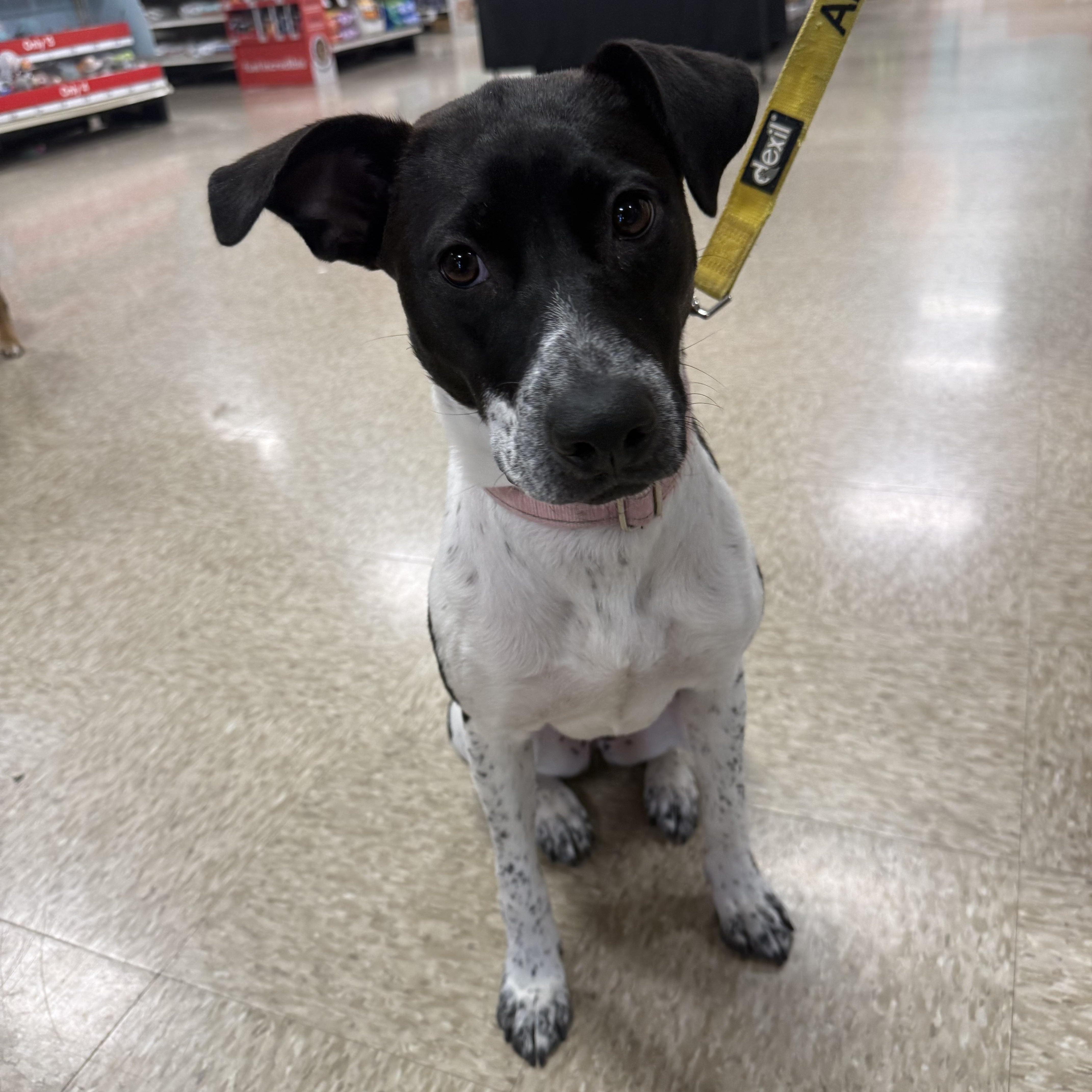 Bonnie, ADOPTABLE, Puppy Female Terrier & English Pointer.