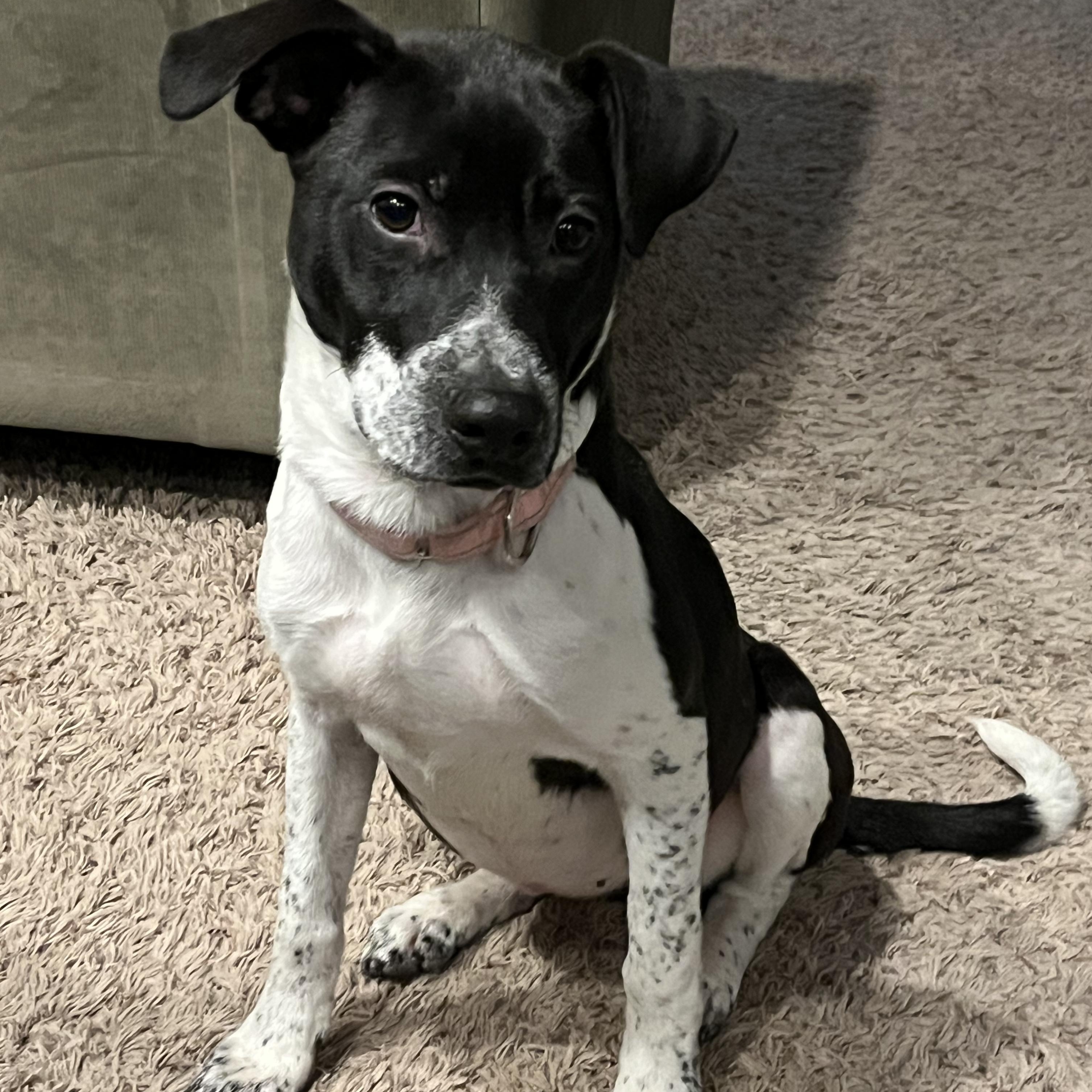 Bonnie, a ADOPTABLE mixed breed in Oswego, IL image 3/5