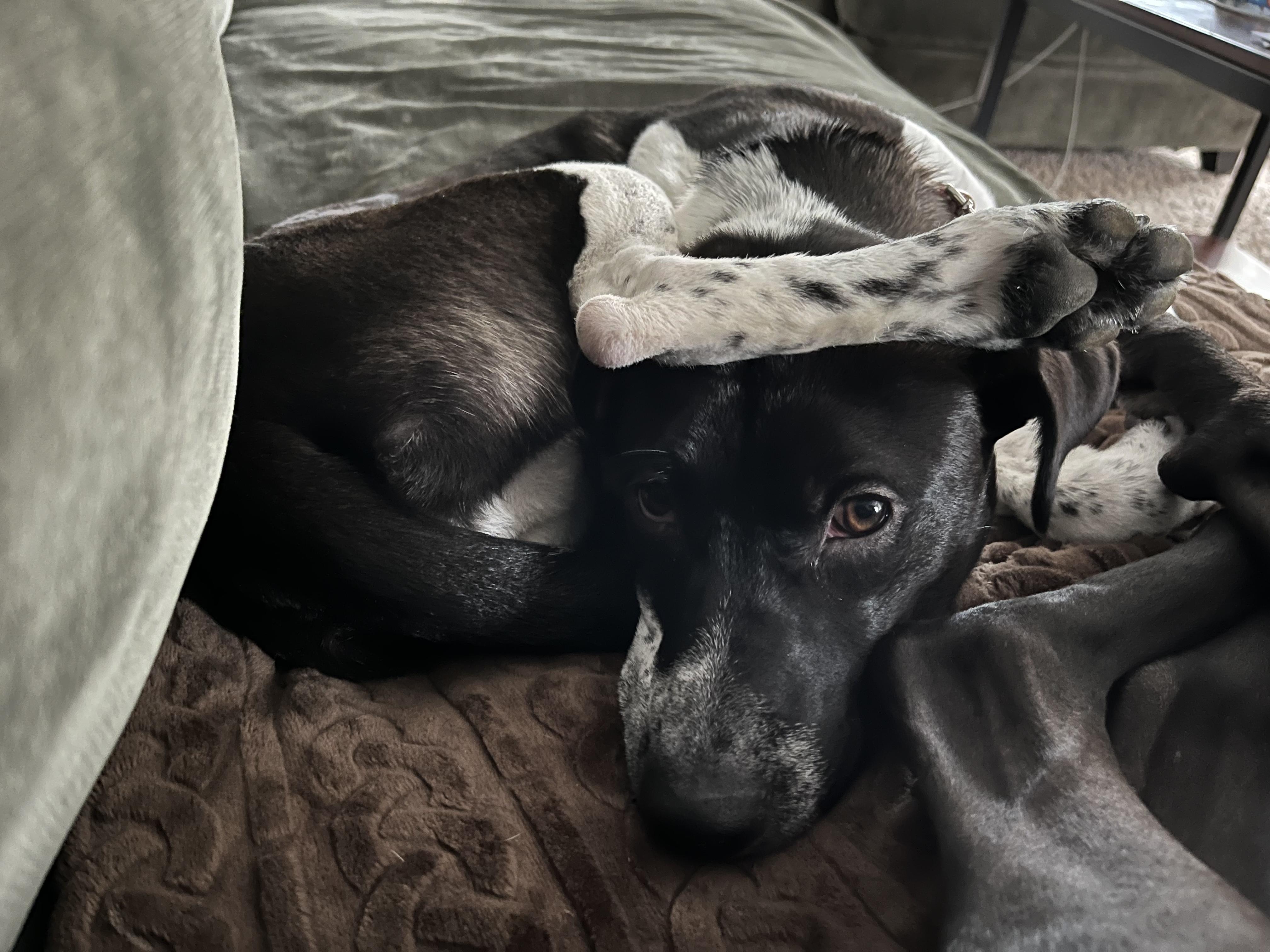 Bonnie, a ADOPTABLE mixed breed in Oswego, IL image 4/5