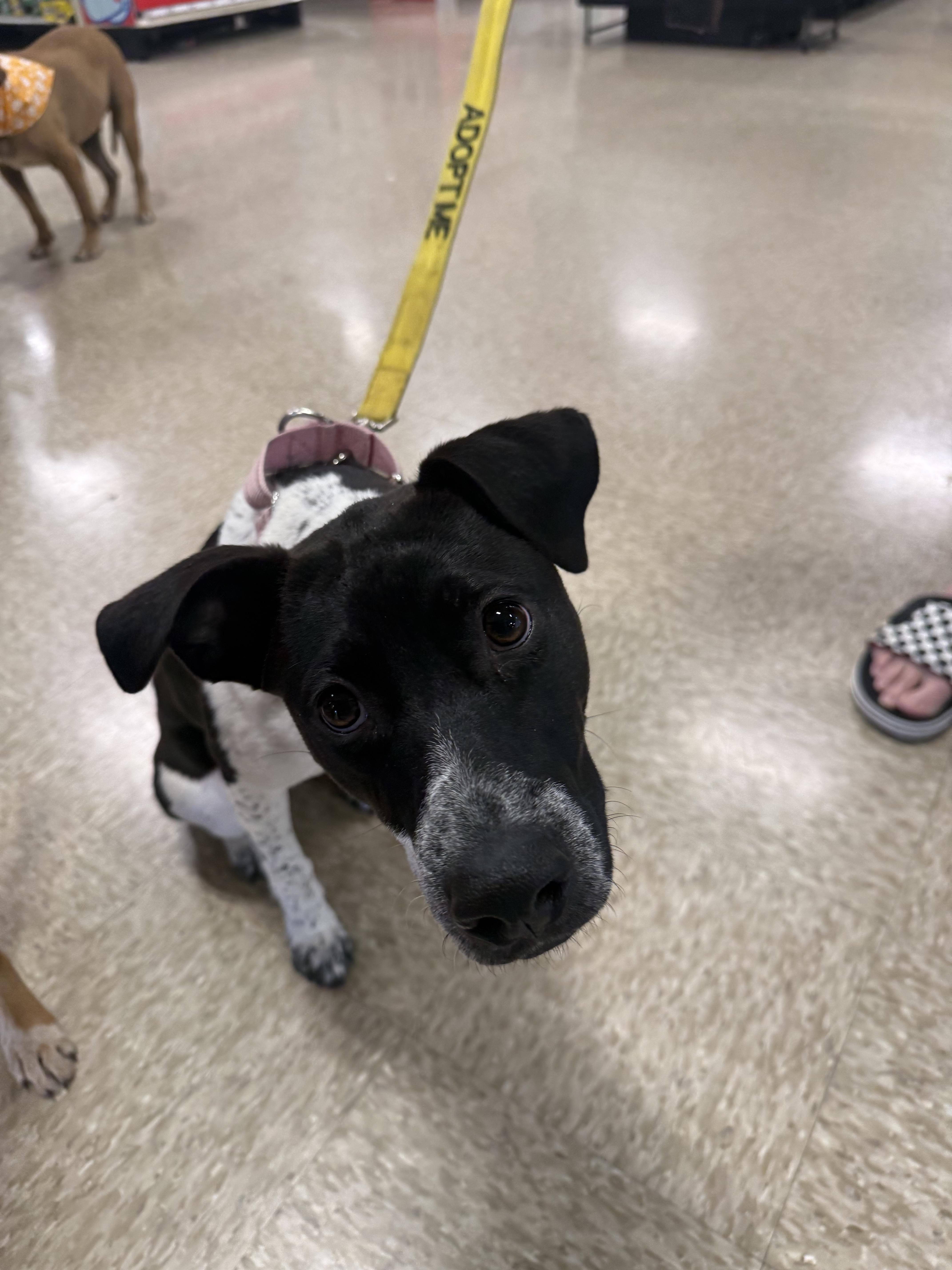 Bonnie, a ADOPTABLE mixed breed in Oswego, IL image 5/5