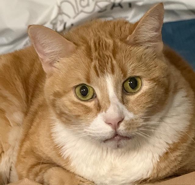 Enlarge Maggie, a ADOPTABLE Domestic Short Hair in Camarillo, CA image 1/1