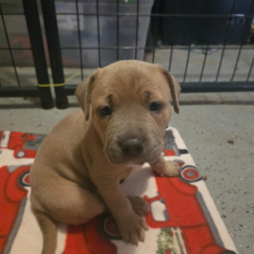 Sable, Adoptable, Puppy Female Pit Bull Terrier.