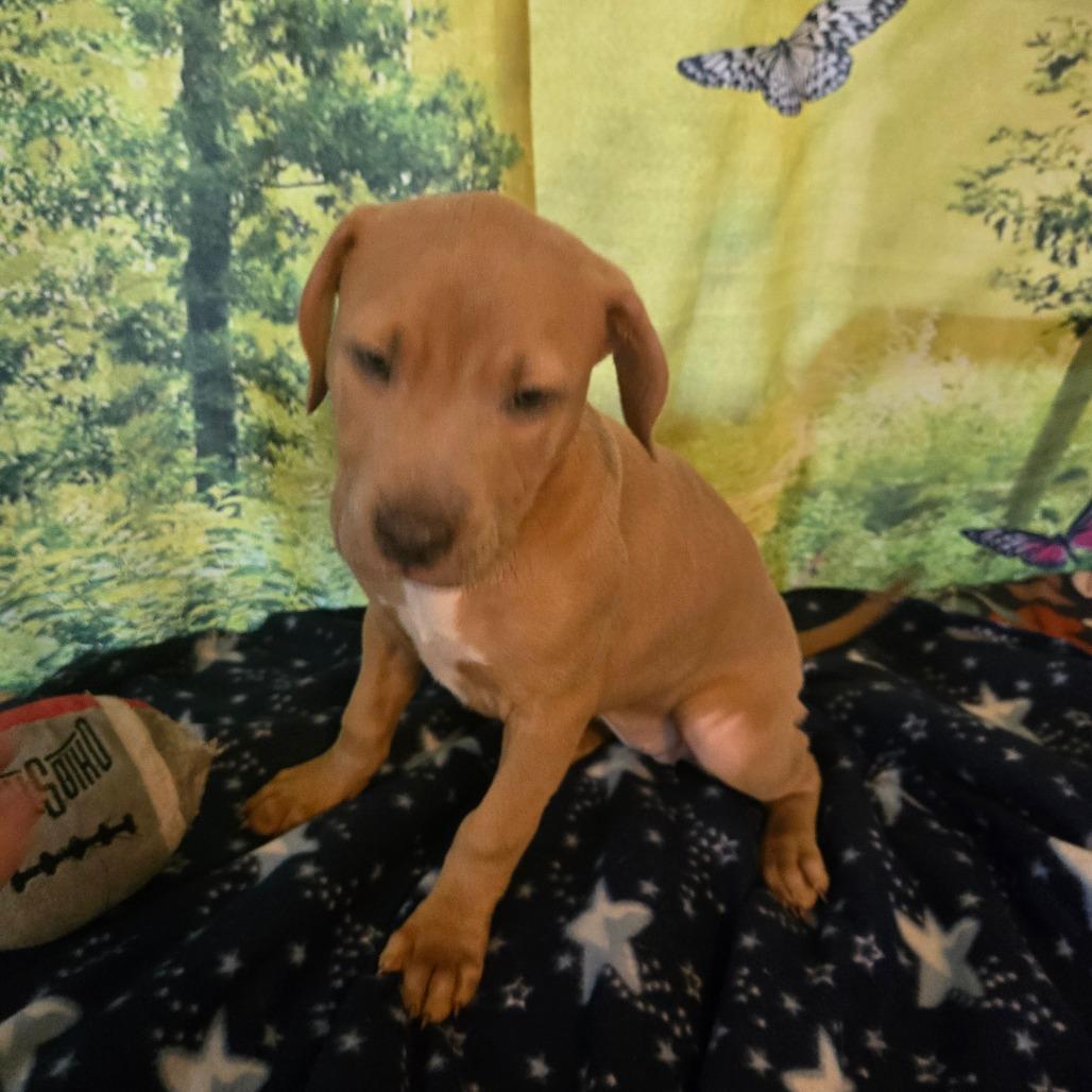 Enlarge Sable, a Adoptable Pit Bull Terrier in Lima, OH image 2/3