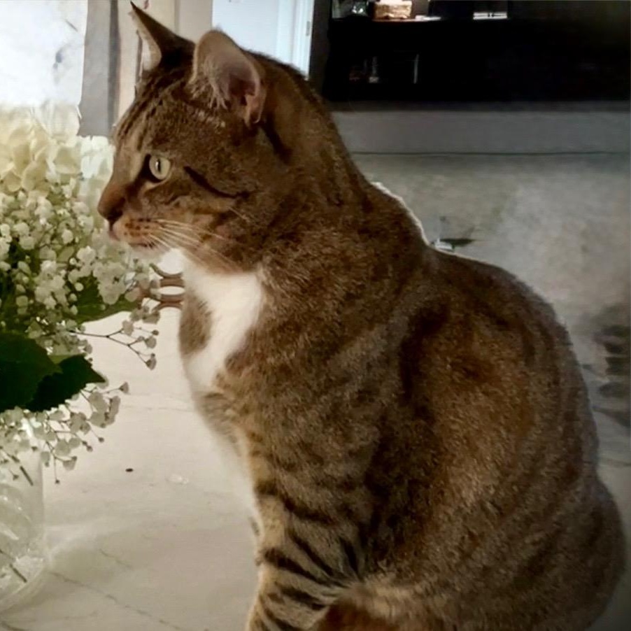 Henry, a ADOPTABLE Domestic Short Hair in Bonita Springs, FL image 2/2