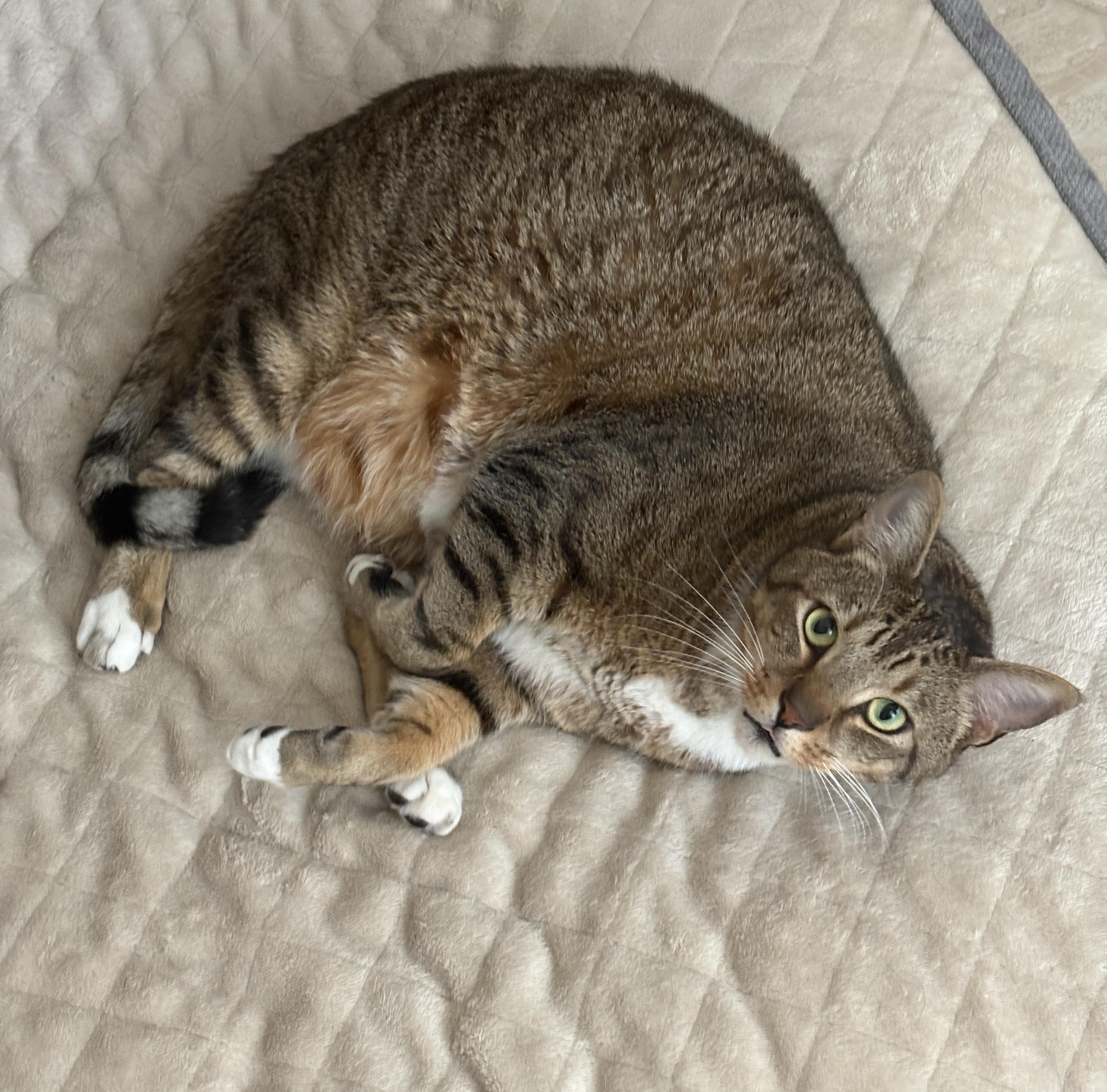 Henry, a ADOPTABLE Domestic Short Hair in Bonita Springs, FL image 1/2