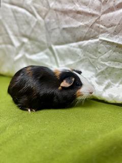 Callie, Adoptable, Adult Female Guinea Pig.
