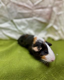 Callie, a Adoptable Guinea Pig image 2/3
