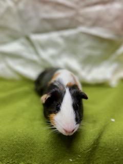 Callie, a Adoptable Guinea Pig image 3/3
