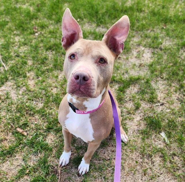 Enlarge BLU, a Adoptable mixed breed in Minneapolis, MN image 1/1