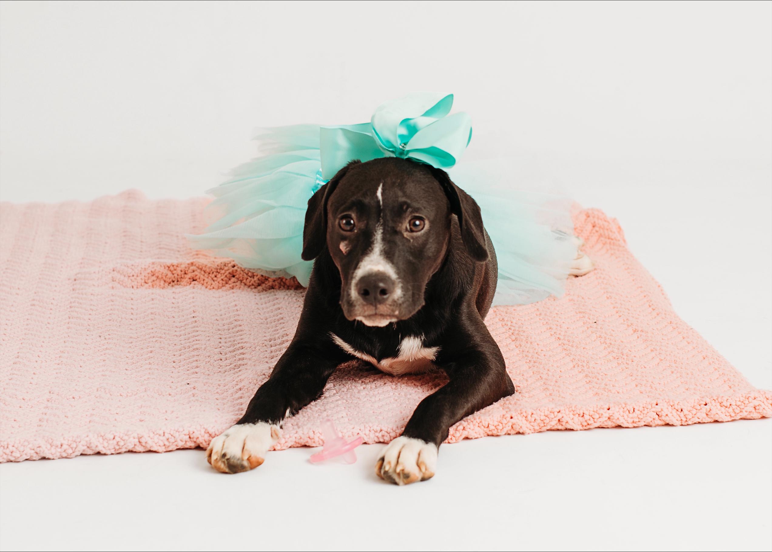 Enlarge Cora Psychic - A special superstar, a Adoptable mixed breed in Woburn, MA image 4/5