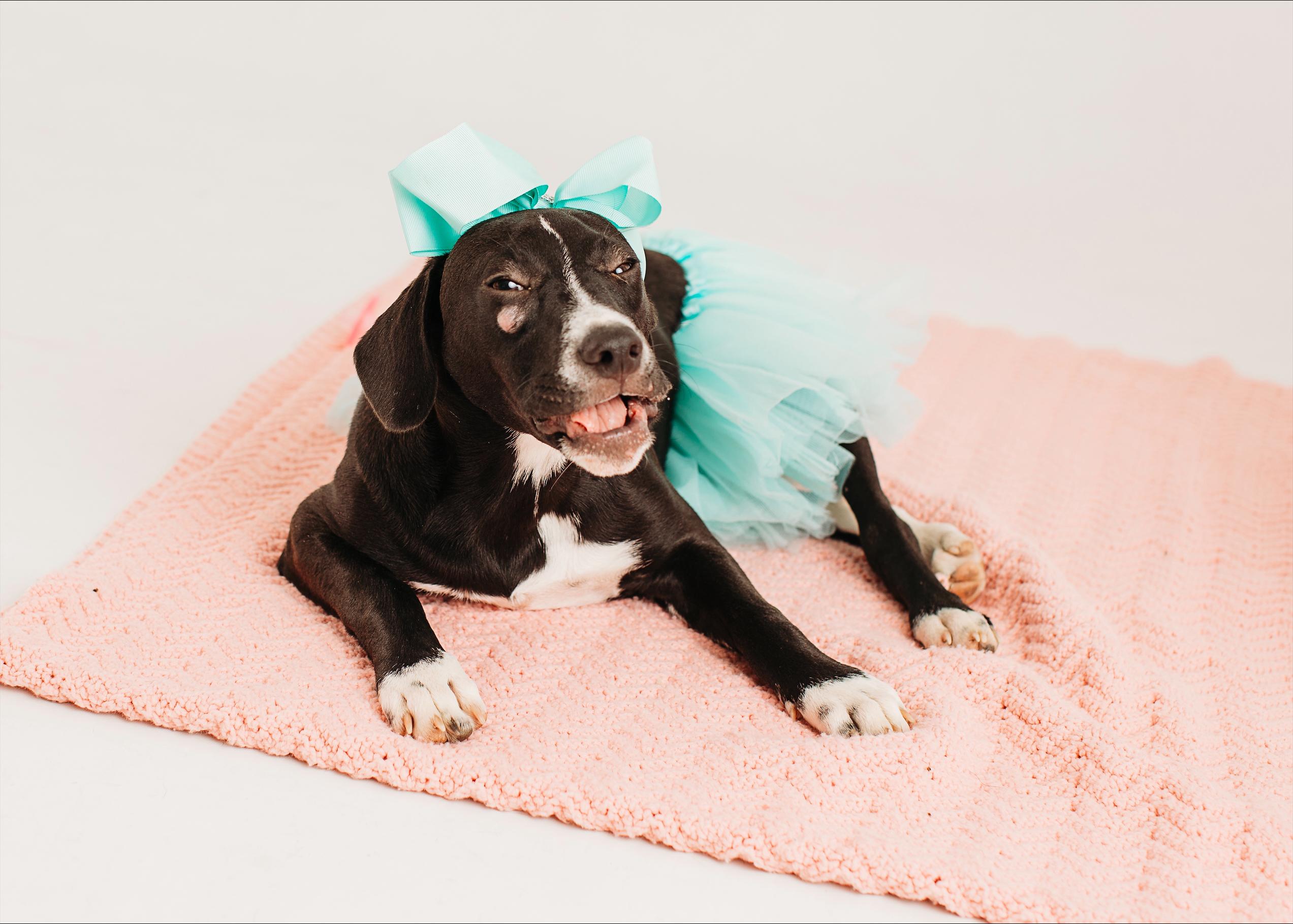 Enlarge Cora Psychic - A special superstar, a Adoptable mixed breed in Woburn, MA image 3/5